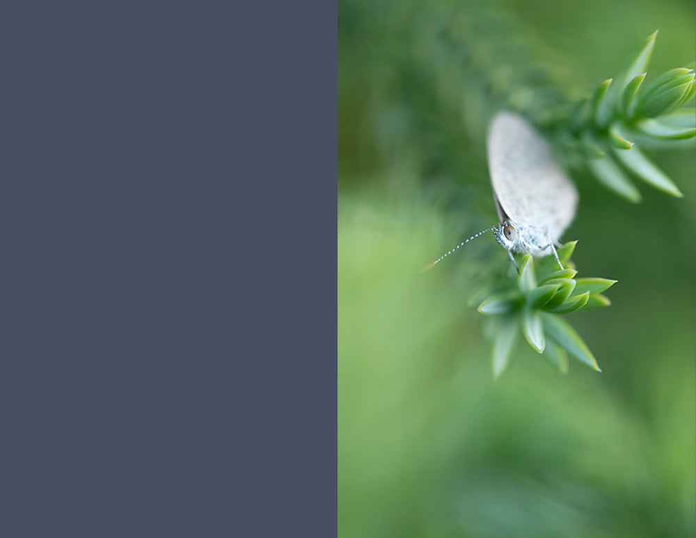Sunset Moth - Meg Bitton Productions