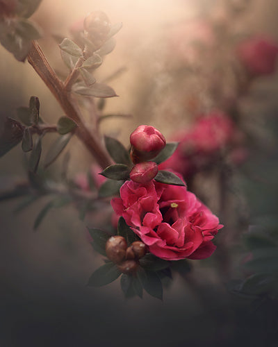 Soft Garnet - Meg Bitton Productions