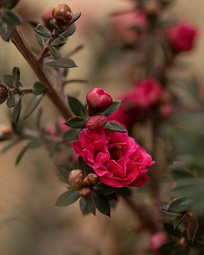 Soft Garnet - Meg Bitton Productions
