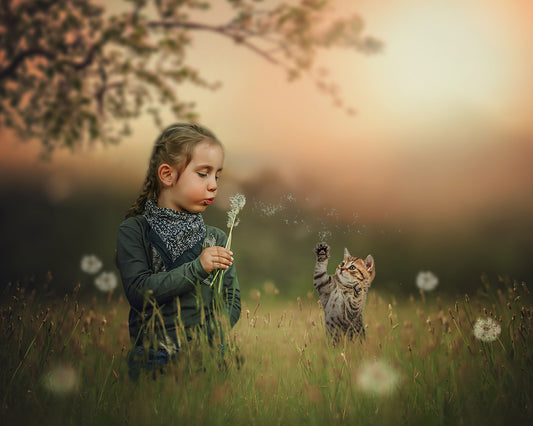 Dandelion Field - Meg Bitton Productions