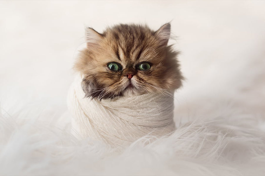 Simple Studio: Baby Thor - Meg Bitton Productions