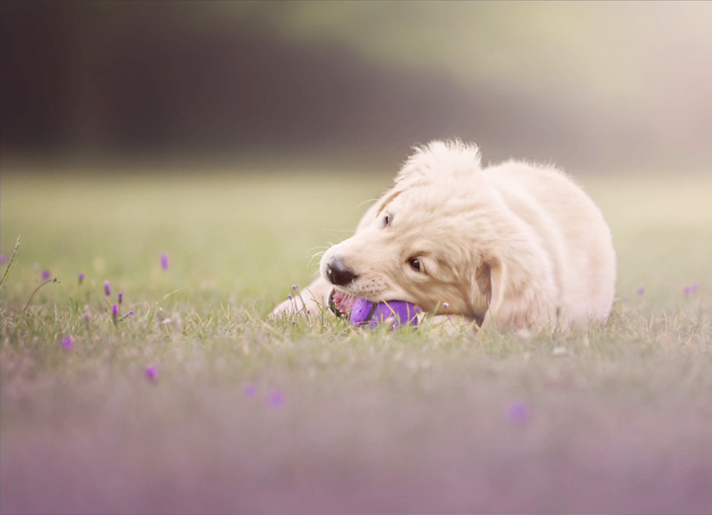 Backyard Play - Meg Bitton Productions