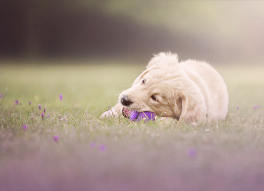 Backyard Play - Meg Bitton Productions