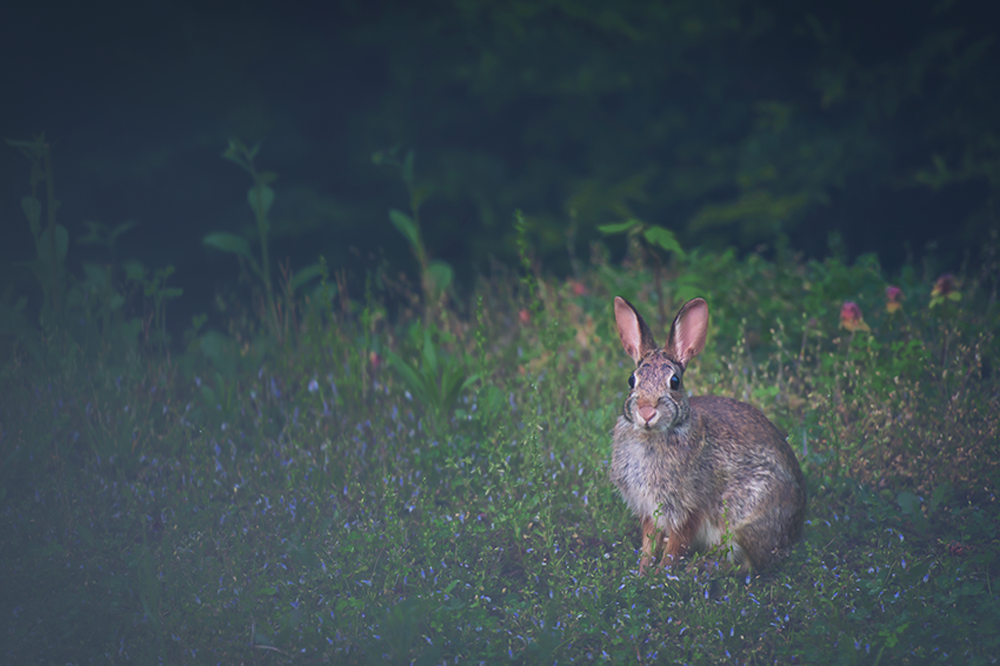 Beautiful Bunny - Meg Bitton Productions