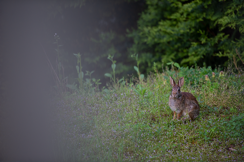 Beautiful Bunny - Meg Bitton Productions