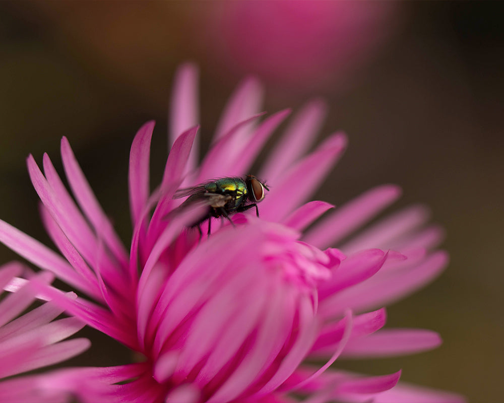 Beautiful Contrasts - Meg Bitton Productions