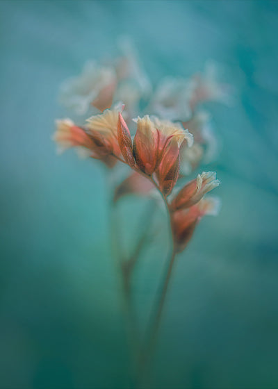 Beautifully Peach - Meg Bitton Productions