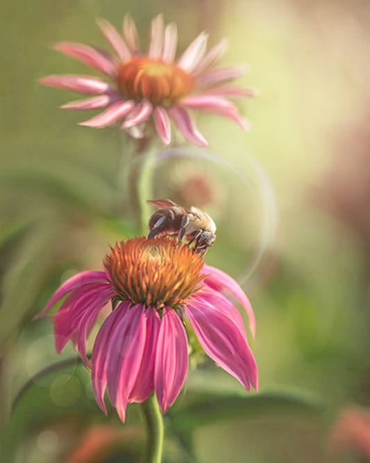 Beautiful Bee - Meg Bitton Productions