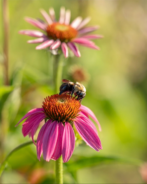 Beautiful Bee - Meg Bitton Productions