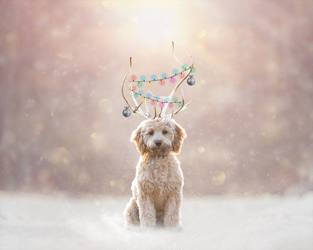 Bella Reindeer - Meg Bitton Productions