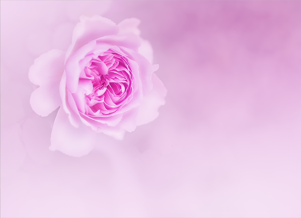 Bloom - Meg Bitton Productions