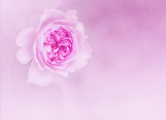Bloom - Meg Bitton Productions