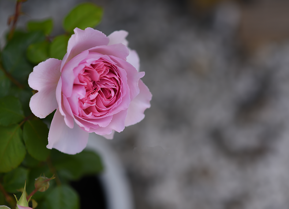 Bloom - Meg Bitton Productions