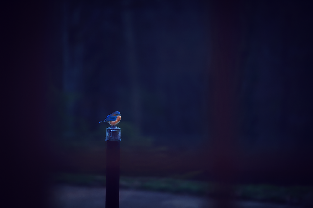 Bluebird - Meg Bitton Productions