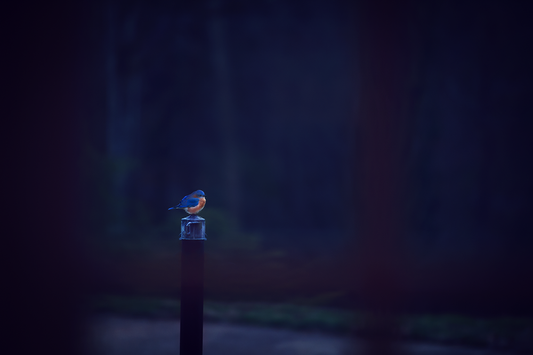 Bluebird - Meg Bitton Productions