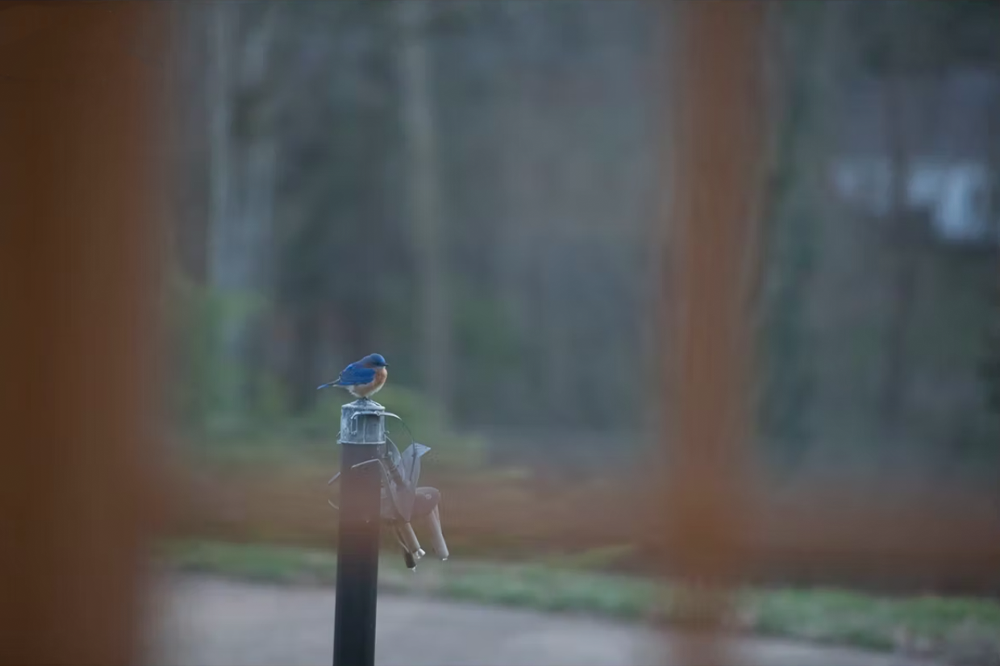 Bluebird - Meg Bitton Productions