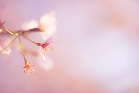 Cherry Blossom - Meg Bitton Productions