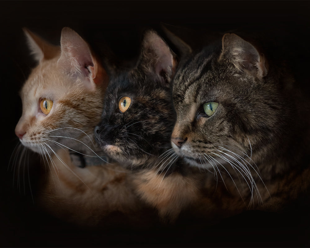 Classic Cats - Meg Bitton Productions