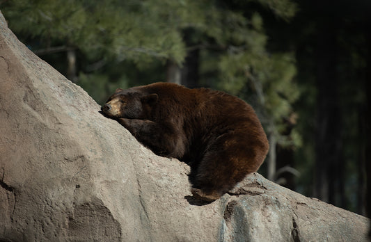 Cuddle Bear - Meg Bitton Productions