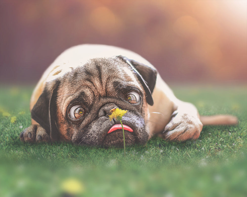 Curious Pug - Meg Bitton Productions