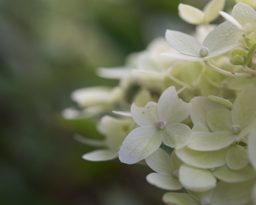 Five Minute Edit: Dainty Hydrangea - Meg Bitton Productions