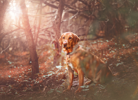 Fall Pup Transformation - Meg Bitton Productions