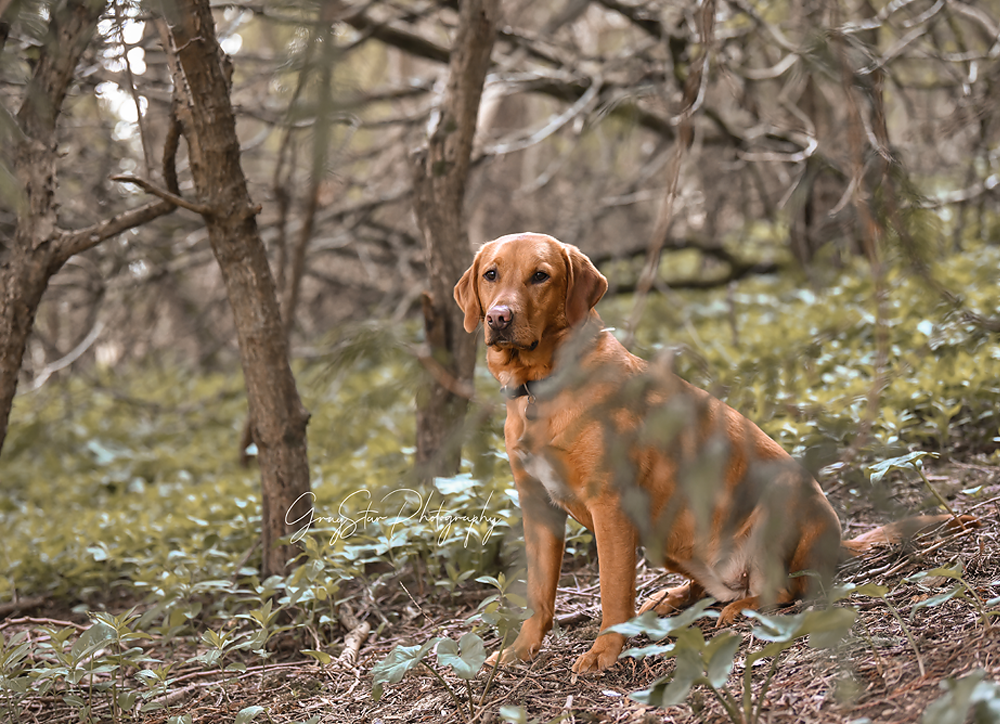 Fall Pup Transformation - Meg Bitton Productions