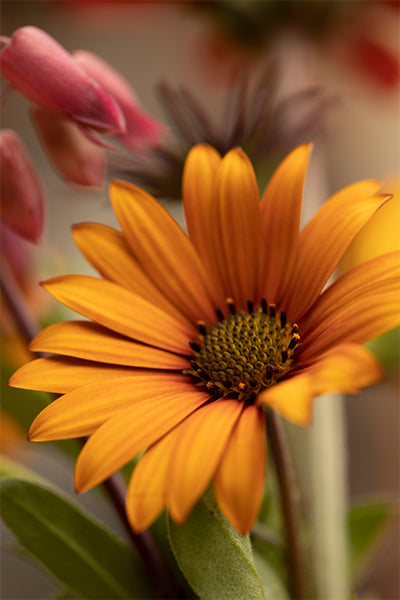 Fine Art Blossom - Meg Bitton Productions