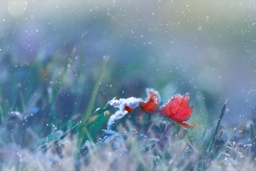 First Frost - Meg Bitton Productions
