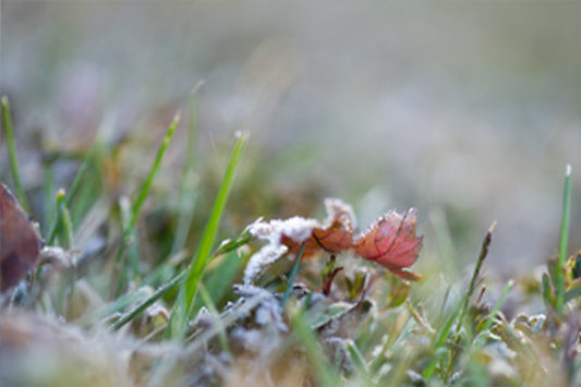 First Frost - Meg Bitton Productions