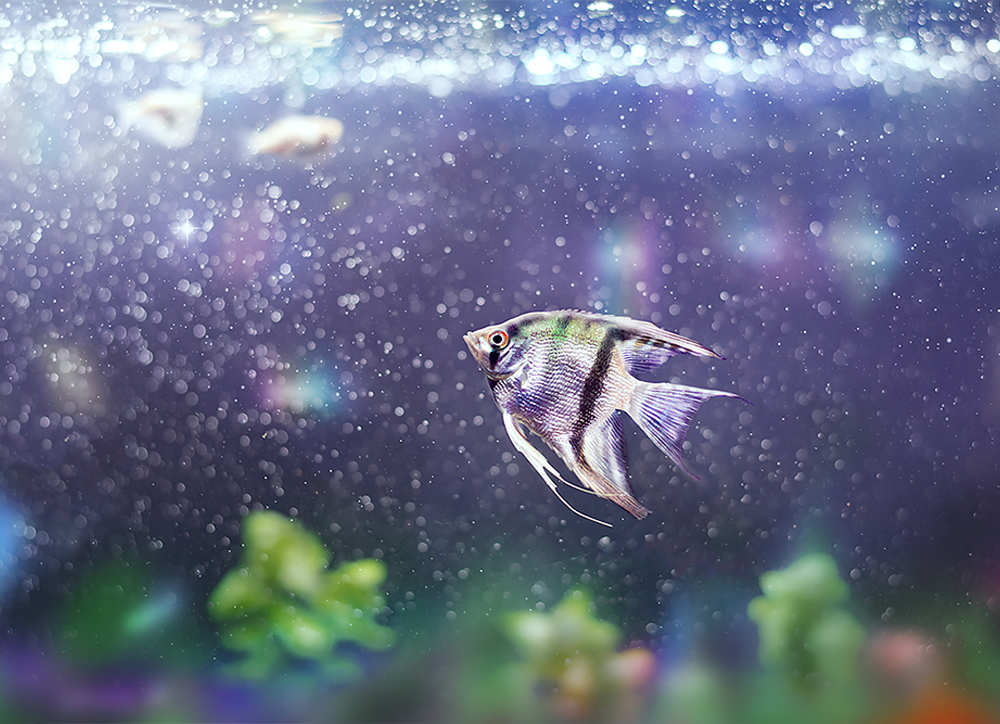 Fishy Fishy - Meg Bitton Productions