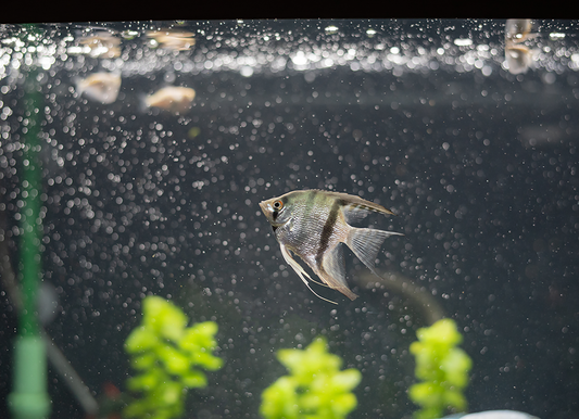 Fishy Fishy - Meg Bitton Productions