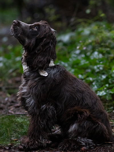 Five Minute Edit: Portrait of a Puppy - Meg Bitton Productions