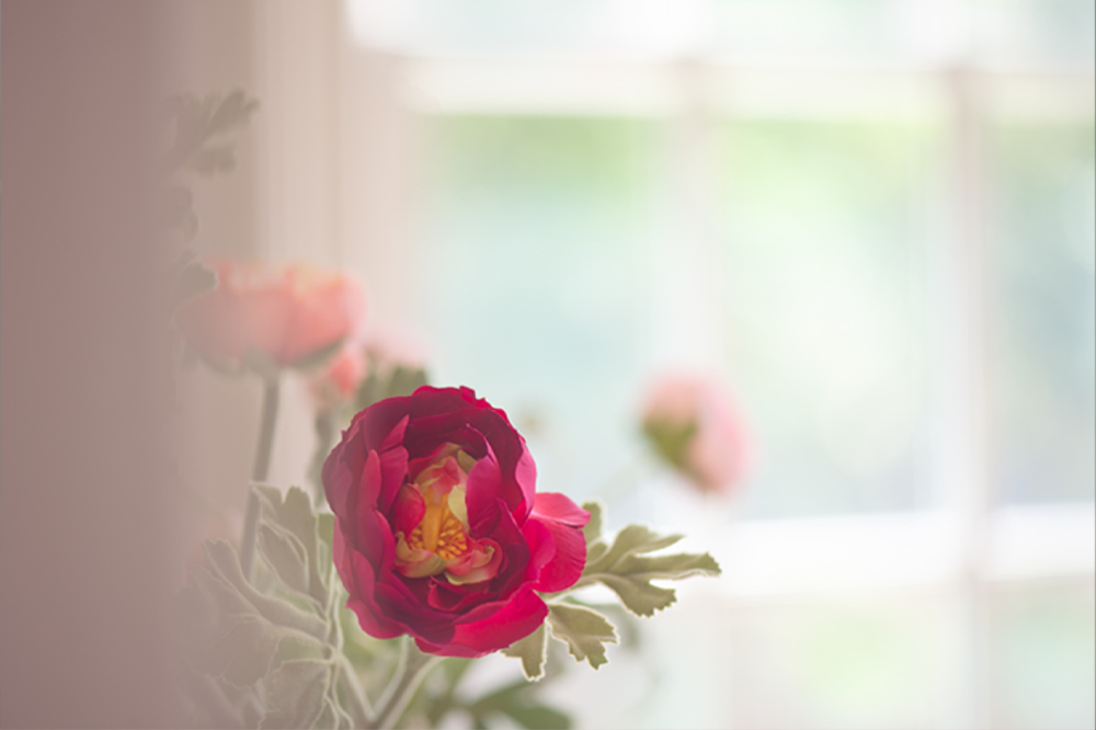Flower Macro - Meg Bitton Productions