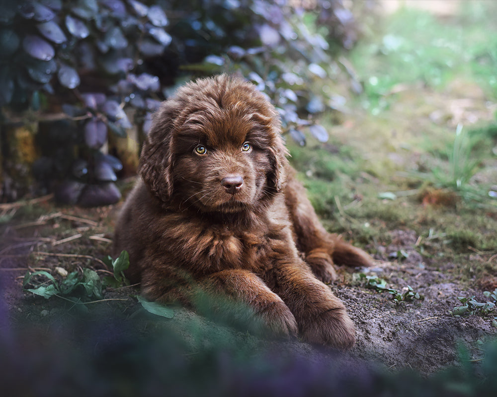 Fluffy Pup - Meg Bitton Productions
