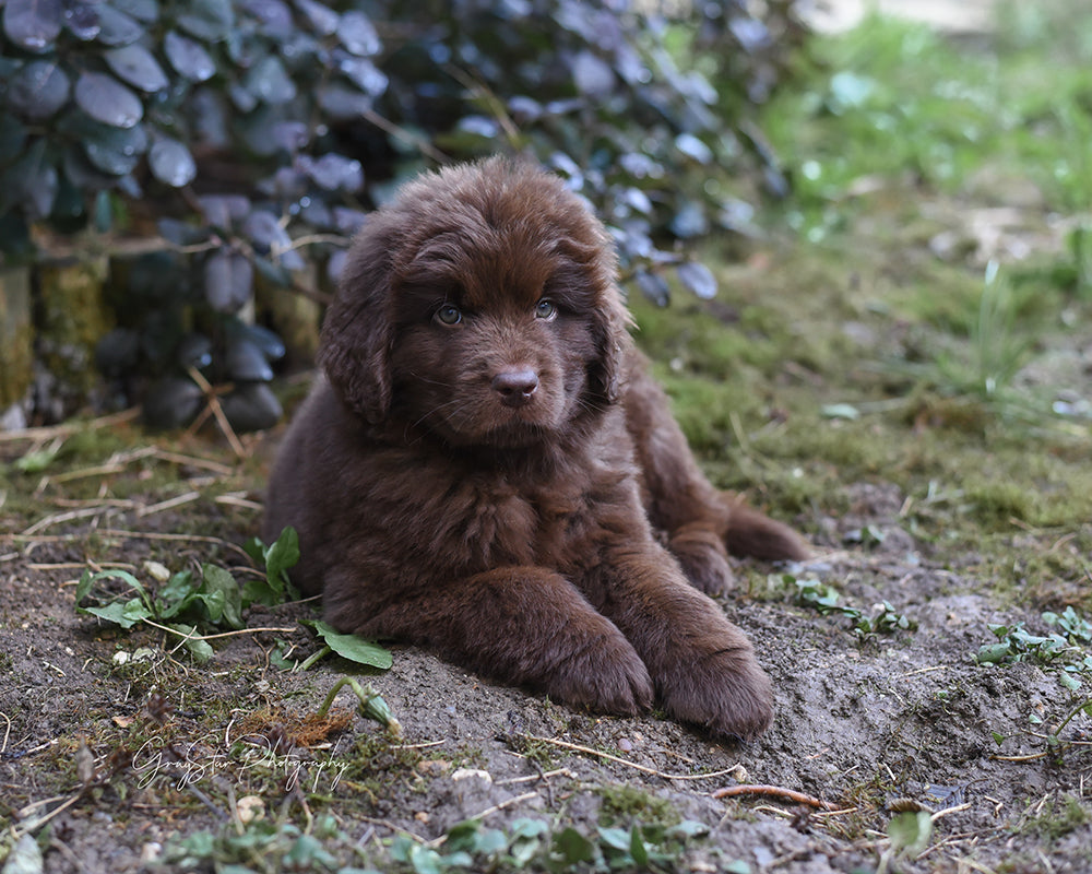 Fluffy Pup - Meg Bitton Productions