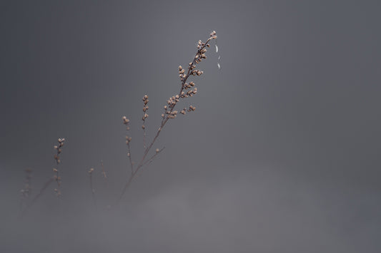 Foggy Branch Silent Edit - Meg Bitton Productions