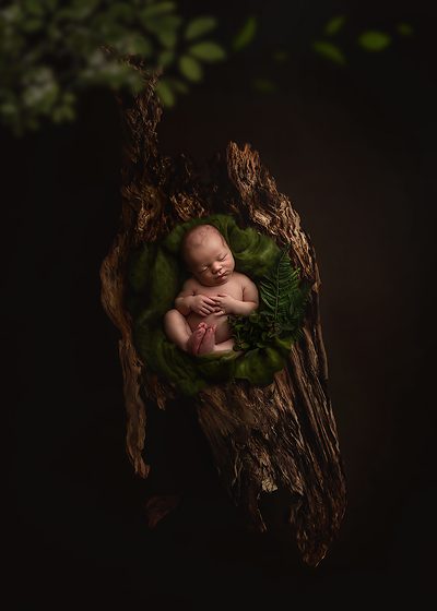 Forest Wonder - Meg Bitton Productions