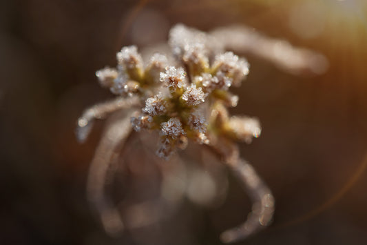 Five Minute Edit: Frosty Plant - Meg Bitton Productions