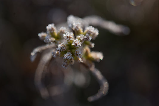 Five Minute Edit: Frosty Plant - Meg Bitton Productions