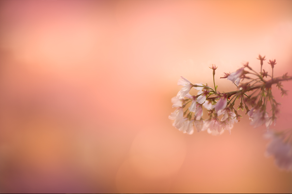 Glamour Blossom - Meg Bitton Productions