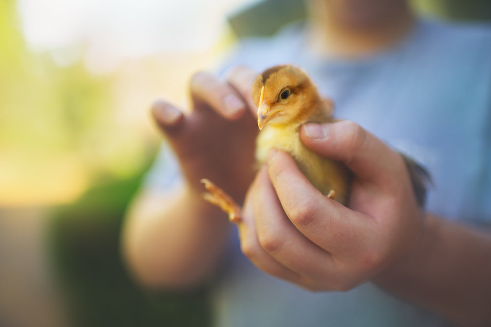 Happy Chick Silent Edit - Meg Bitton Productions