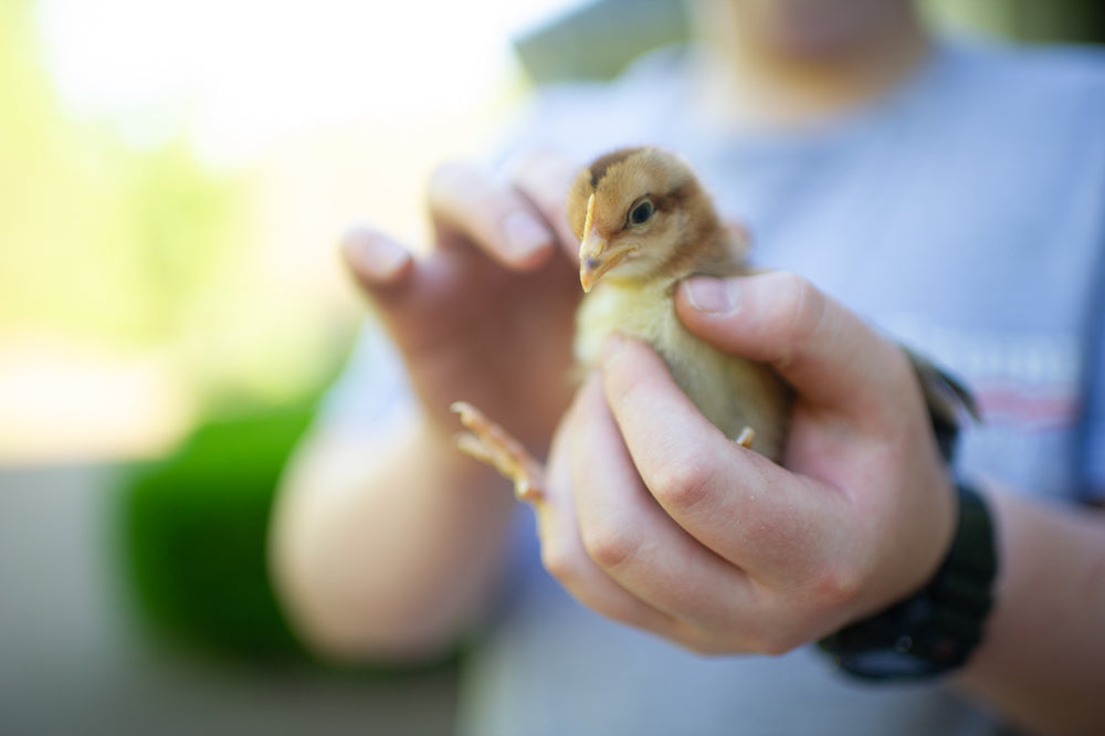 Happy Chick Silent Edit - Meg Bitton Productions