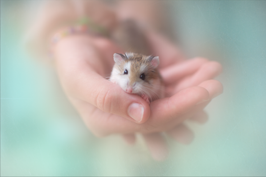 Happy Hamster - Meg Bitton Productions