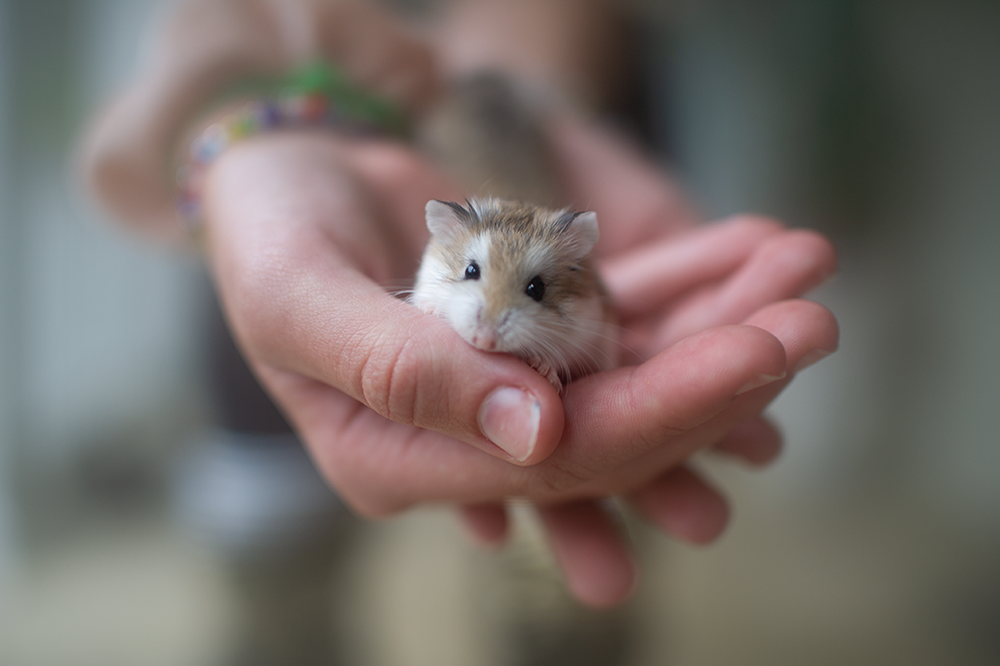 Happy Hamster - Meg Bitton Productions