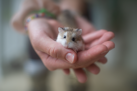Happy Hamster - Meg Bitton Productions
