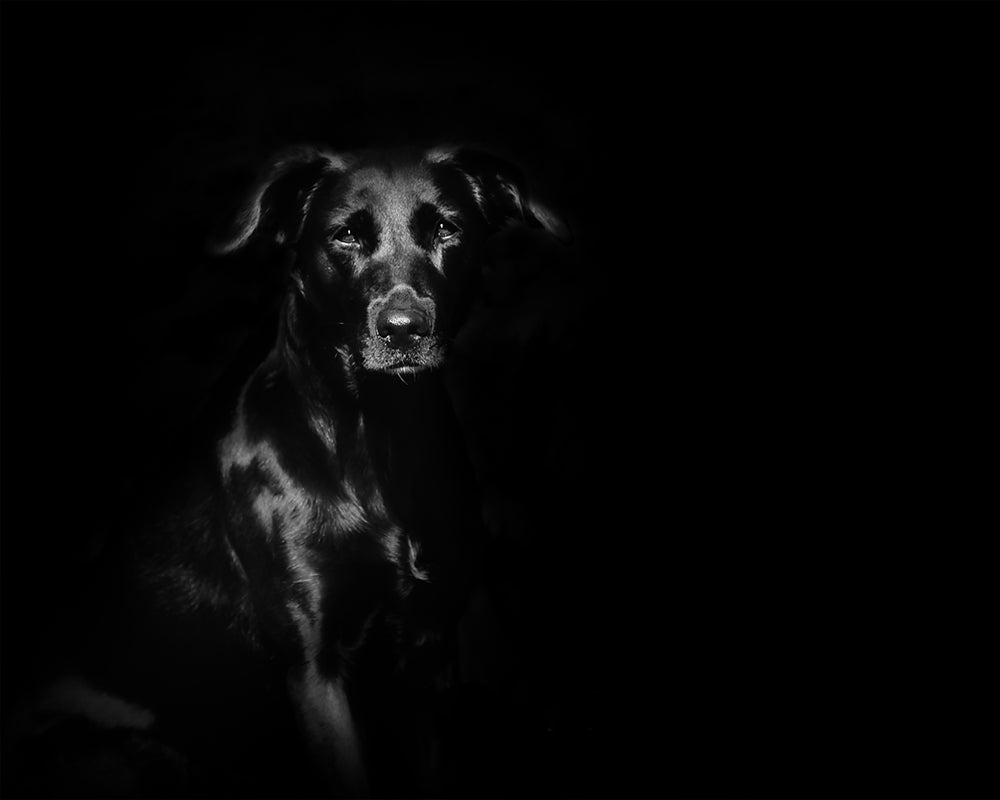 Harsh Light to Dramatic Studio Portrait - Meg Bitton Productions
