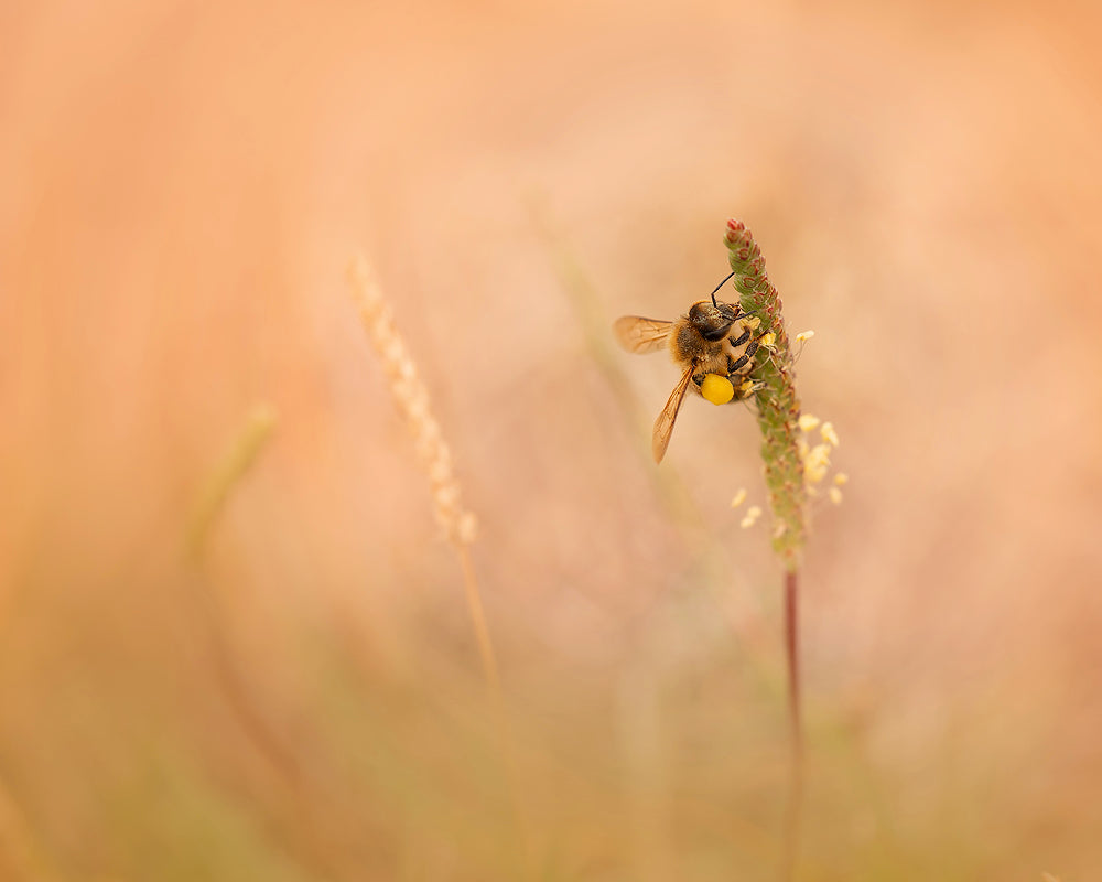 Honey Bee - Meg Bitton Productions