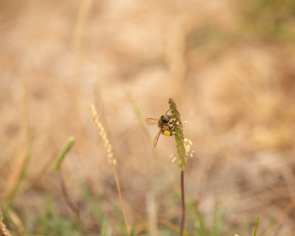 Honey Bee - Meg Bitton Productions