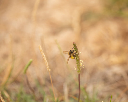 Honey Bee - Meg Bitton Productions